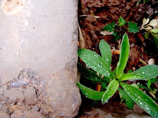 雨后