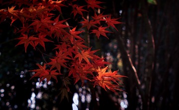 2B22A3B4-330F-4EE5-953D-0B0225334DF4/L0/001