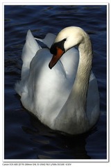 EOS-60D-6.jpg