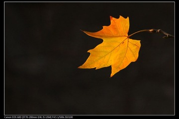 EOS-60D-10.jpg