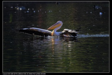 EOS-60D-11.jpg