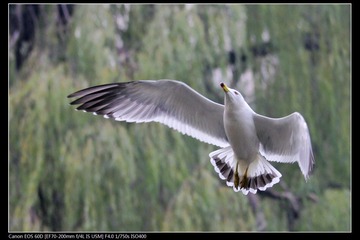 EOS-60D-13.jpg