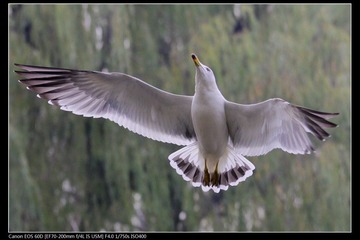 EOS-60D-14.jpg