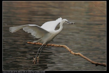 EOS-60D-15.jpg