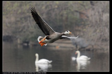 EOS-60D-16.jpg