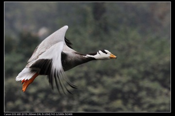 EOS-60D-17.jpg