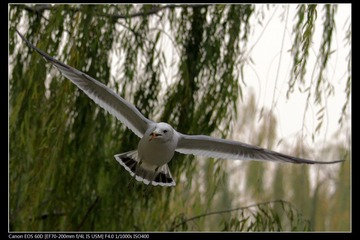 EOS-60D-18.jpg