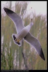 EOS-60D-19.jpg