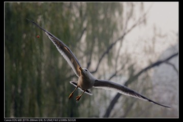 EOS-60D-20.jpg