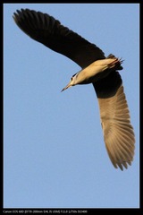 EOS-60D-21.jpg