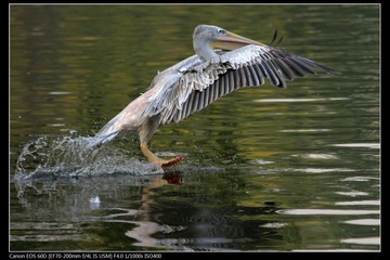 EOS-60D-23.jpg