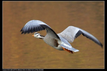 EOS-60D-24.jpg