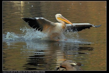 EOS-60D-25.jpg