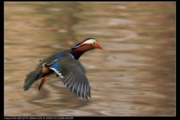 EOS-60D-26.jpg