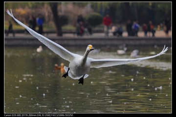 EOS-60D-29.jpg