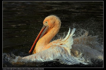 EOS-60D-30.jpg