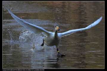 EOS-60D-31.jpg
