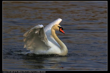 EOS-60D-32.jpg