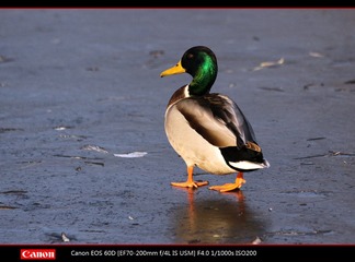 EOS-60D-34.jpg