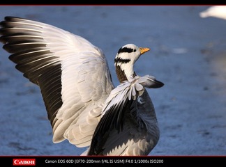 EOS-60D-35.jpg