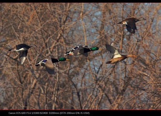 EOS-60D-37.jpg