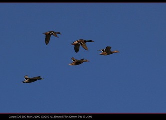 EOS-60D-38.jpg