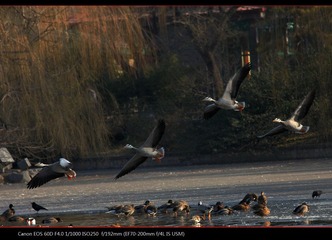 EOS-60D-39.jpg