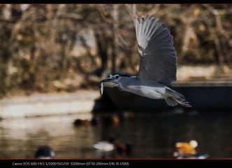 EOS-60D-40.jpg
