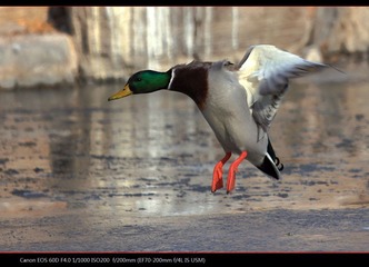 EOS-60D-41.jpg