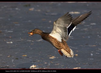 EOS-60D-42.jpg