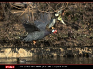 EOS-60D-43.jpg