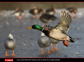 EOS-60D-44.jpg