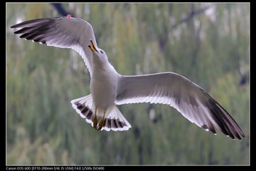 EOS-60D-12.jpg