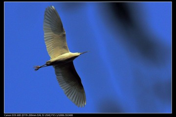 EOS-60D-22.jpg