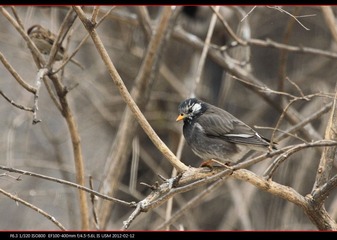 pek zoo-03.jpg