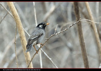 pek zoo-05.jpg
