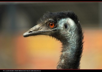 pek zoo-06.jpg