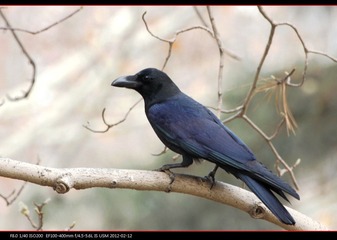 pek zoo-07.jpg