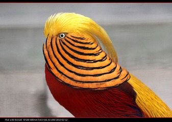 pek zoo-08.jpg