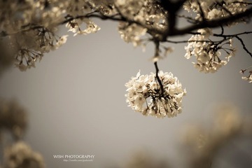DSC_0411 a.jpg
