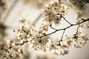 DSC_0458 a.jpg