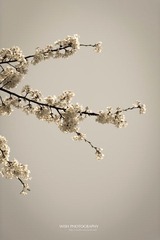DSC_0476 a.jpg