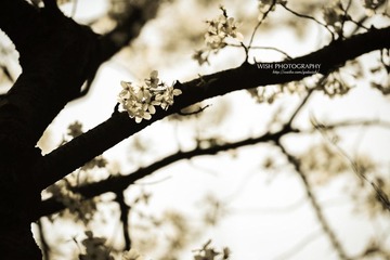 DSC_0485 a.jpg