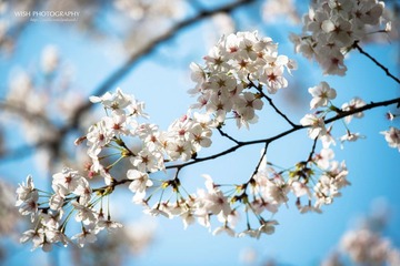 DSC_0462 a.jpg