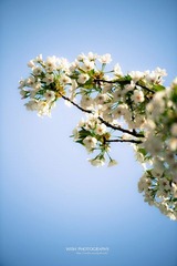 DSC_0497 a.jpg