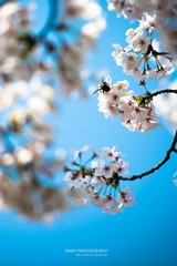DSC_0439 a.jpg