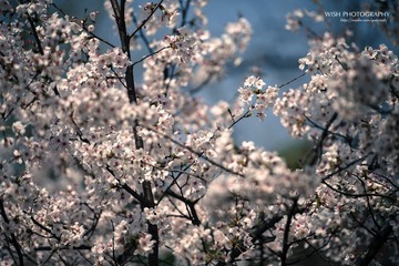 DSC_0432 a.jpg