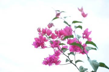 1000051715