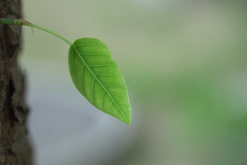 1000049402