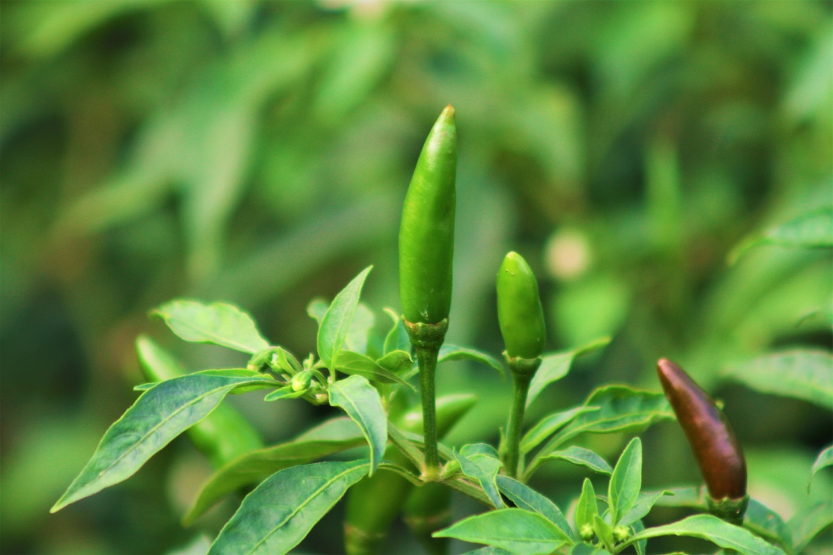 青椒- 阿金摄影 - 图虫